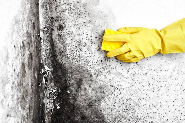Trusted Cedar Glen West, NJ Mold Removal Experts