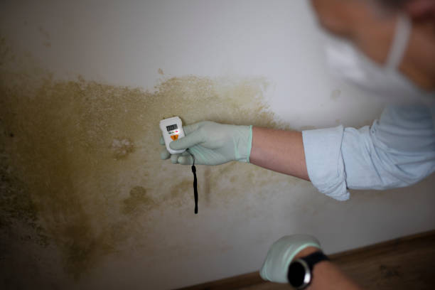 Best Mold Damage Repair  in Cedar Glen West, NJ