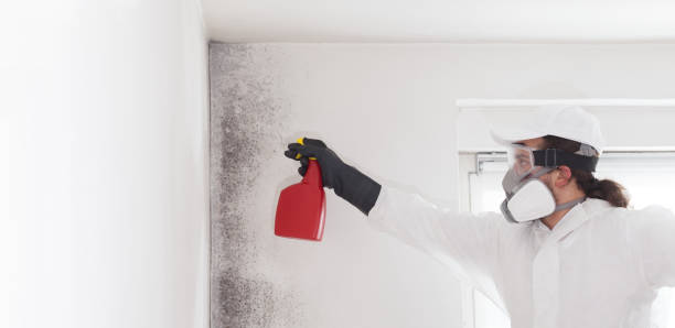 Best Home Mold Removal  in Cedar Glen West, NJ