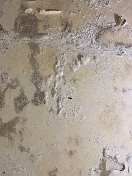 Best Residential Mold Removal  in Cedar Glen West, NJ