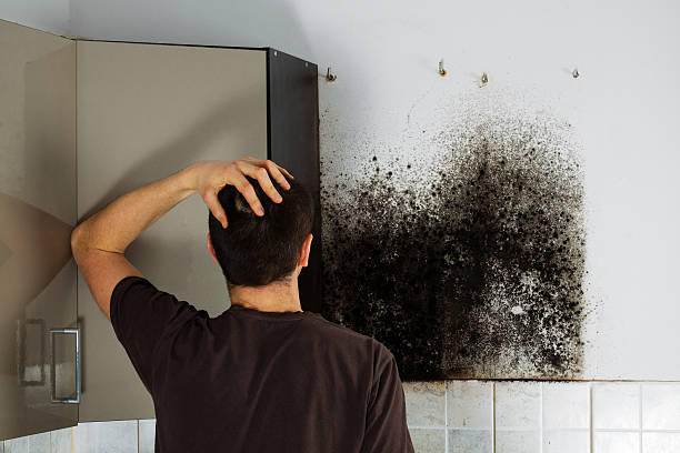 Best Mold Remediation  in Cedar Glen West, NJ